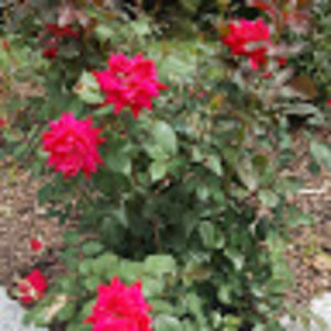 Meet your Posher, Ashika